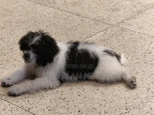 Photo - 1-3 months Male Purebred Shih Tzu