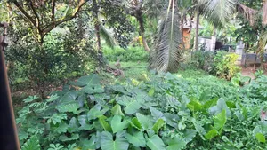 Purchase 10 K Laksha 50ta