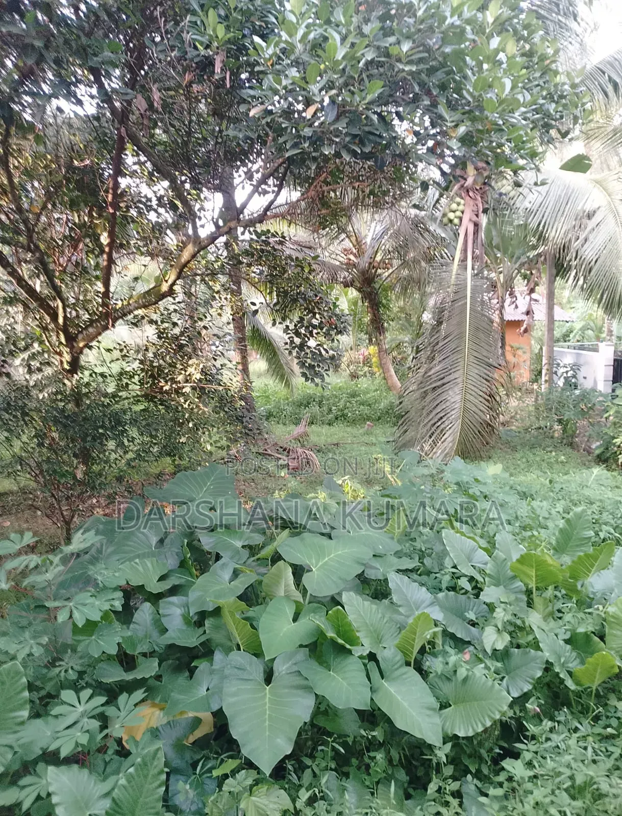 Purchase 10 K Laksha 50ta