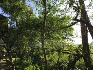 19.72 Perches With Two Houses for Sale at Palawatte