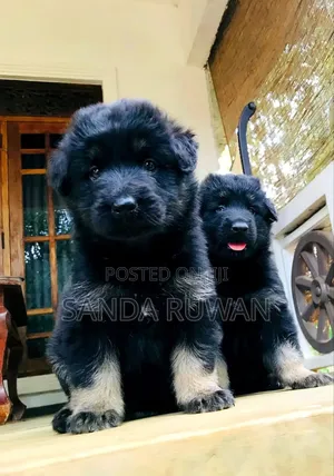 Photo - 0-1 month Male Purebred Anatolian Shepherd