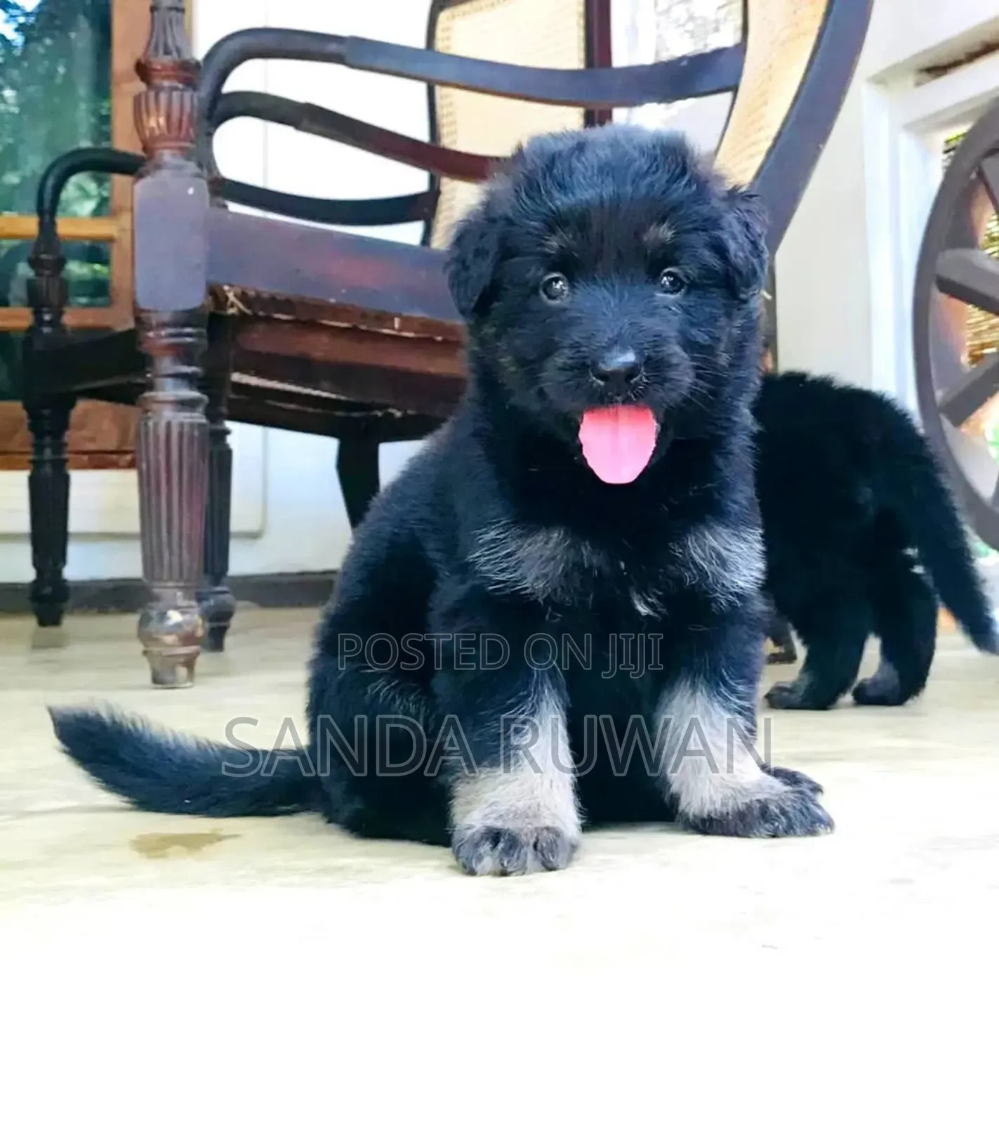 0-1 month Male Purebred Anatolian Shepherd