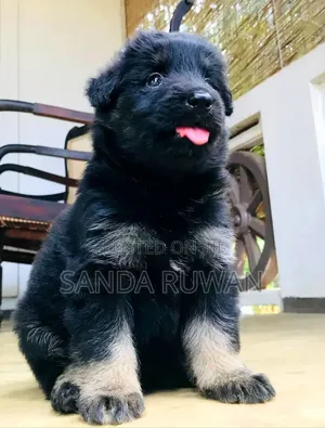 0-1 month Male Purebred Anatolian Shepherd
