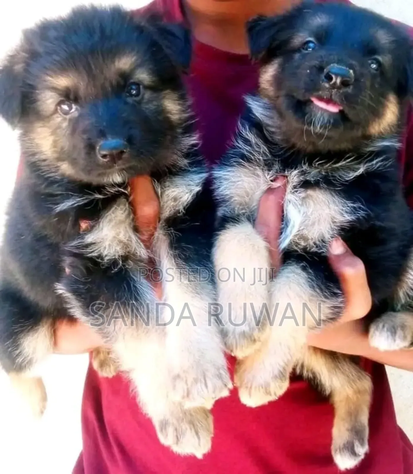 0-1 month Male Purebred Anatolian Shepherd