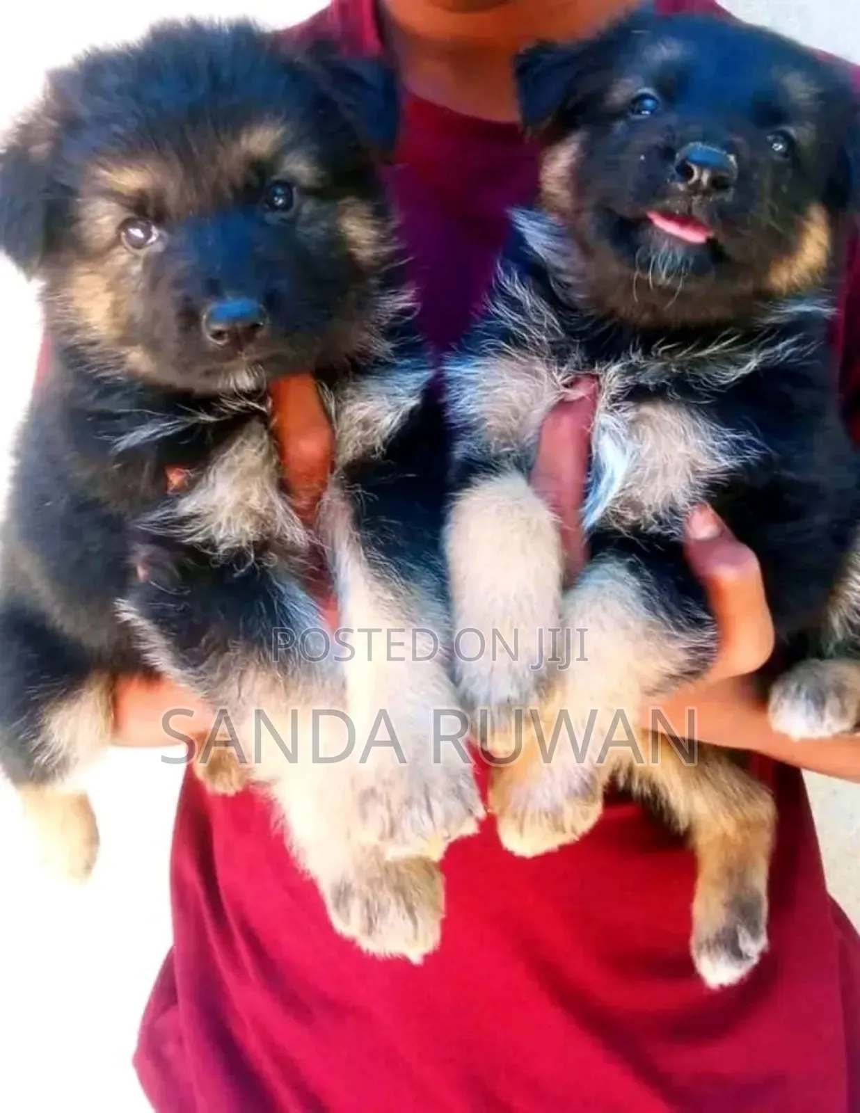 0-1 month Male Purebred Anatolian Shepherd