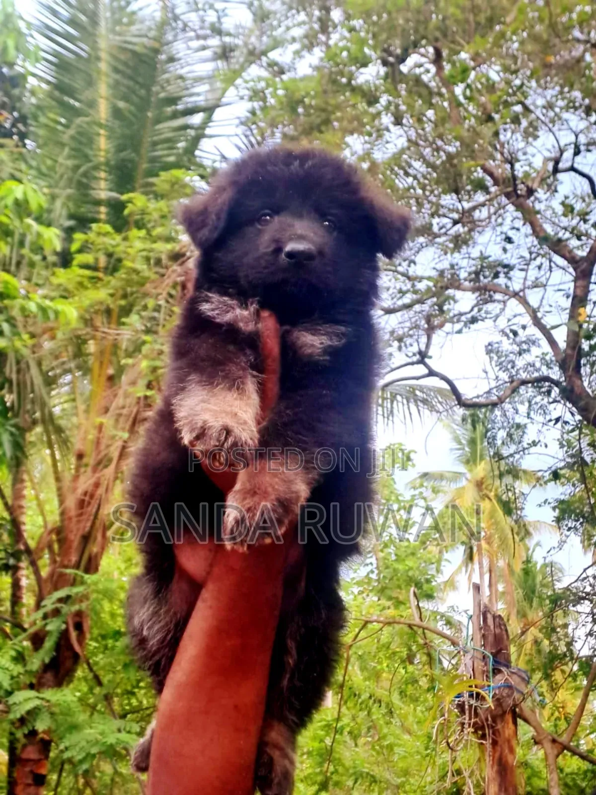 0-1 month Male Purebred German Shepherd