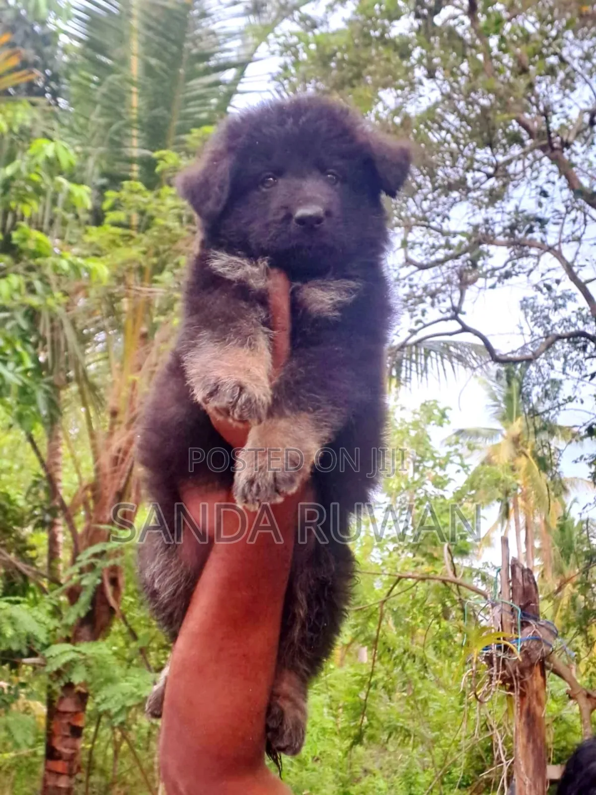 0-1 month Male Purebred German Shepherd