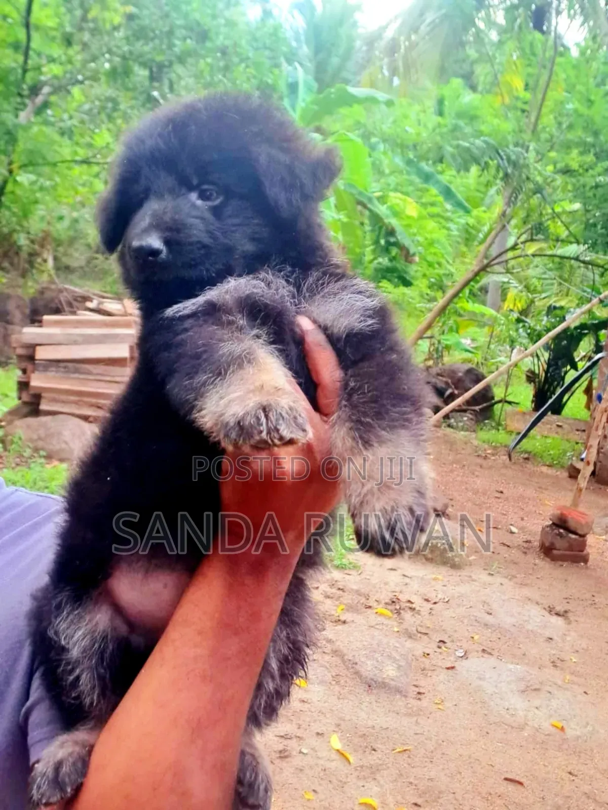 0-1 month Male Purebred German Shepherd