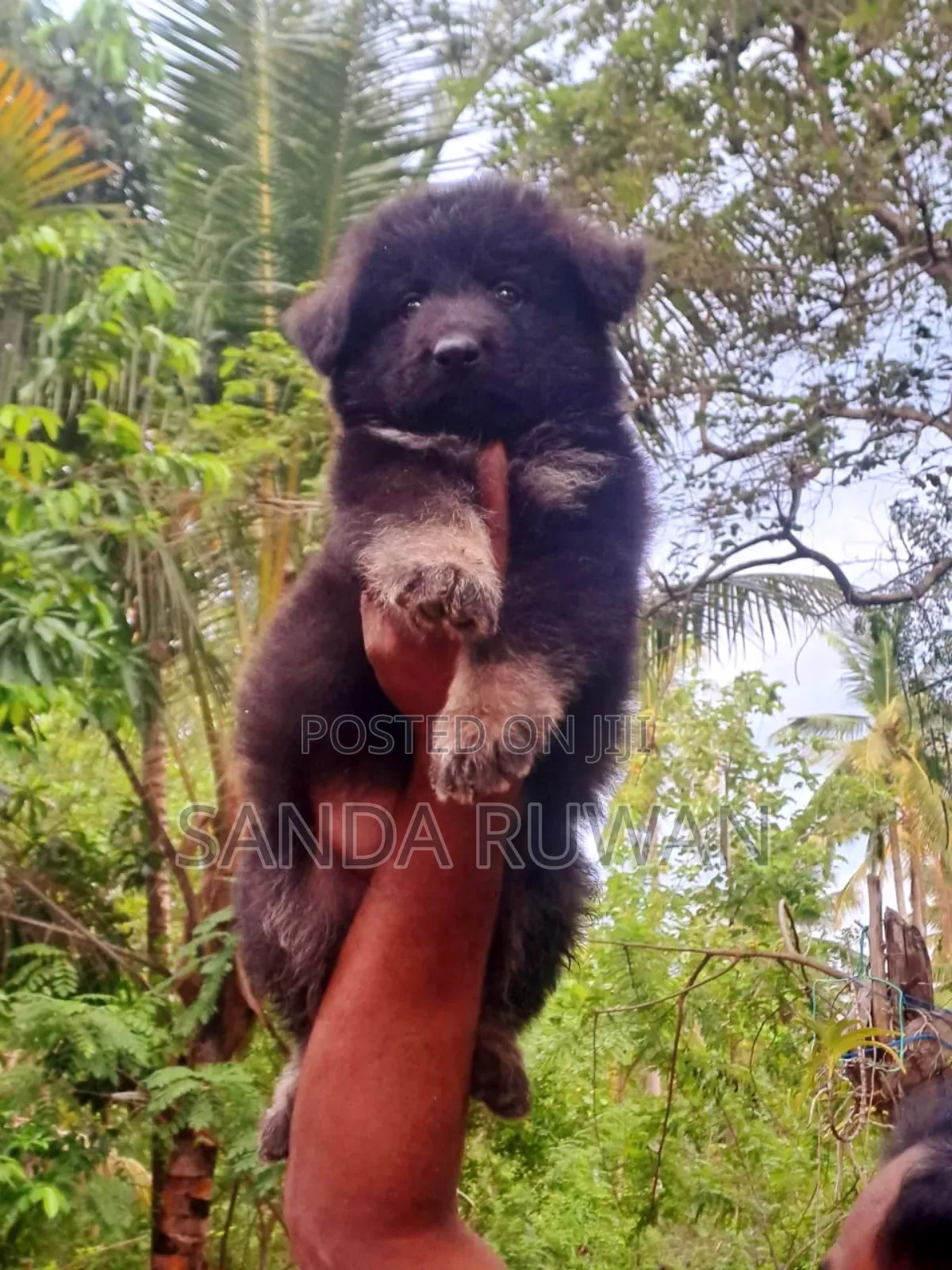 0-1 month Male Purebred German Shepherd