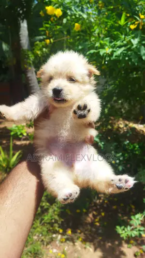 Photo - 1-3 months Male Purebred Pomeranian