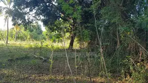 Photo - 360 Perches Land For Sale In Pannegamuwa, Tissamaharamaya