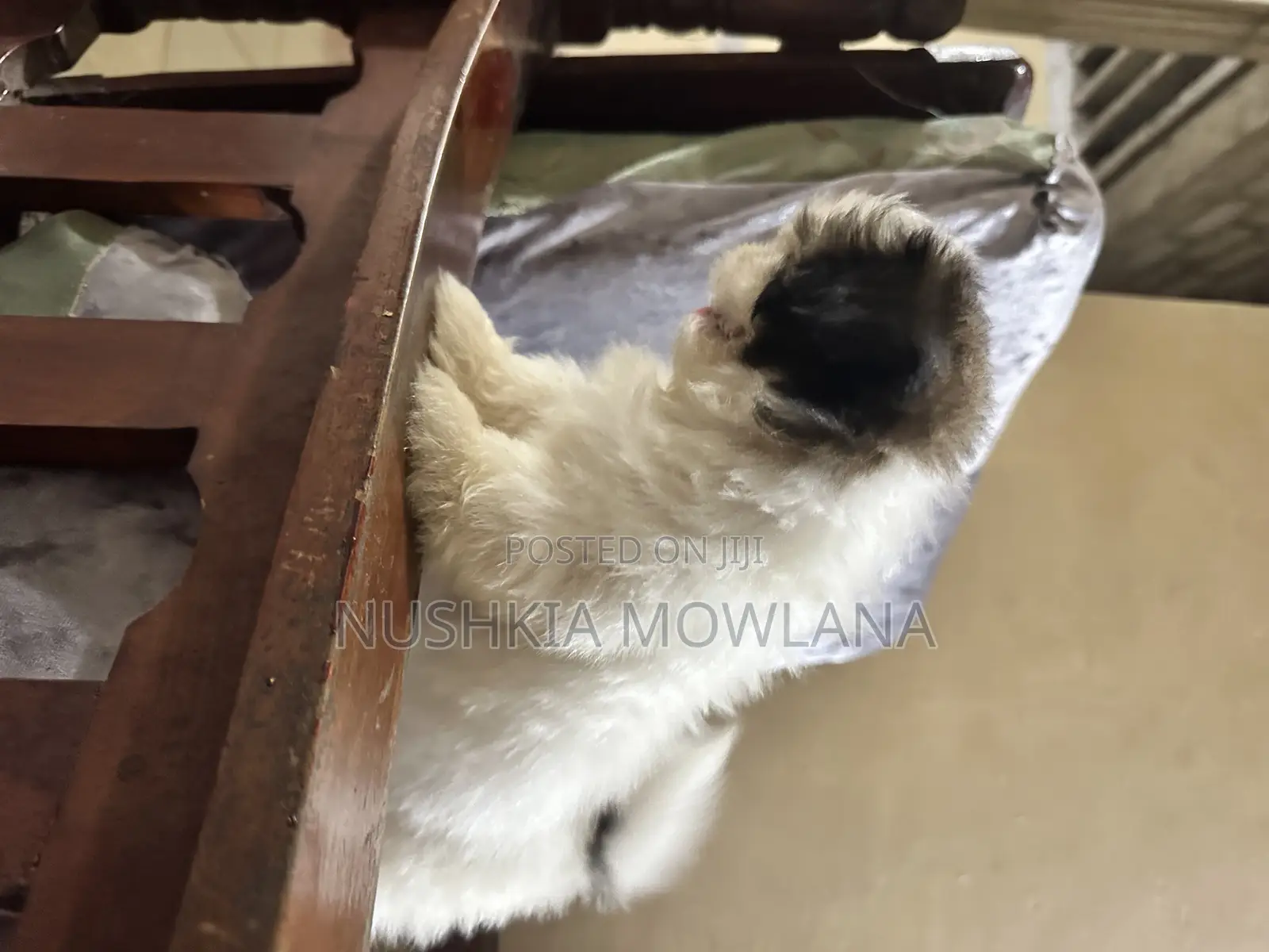3-6 months Male Purebred Shih Tzu