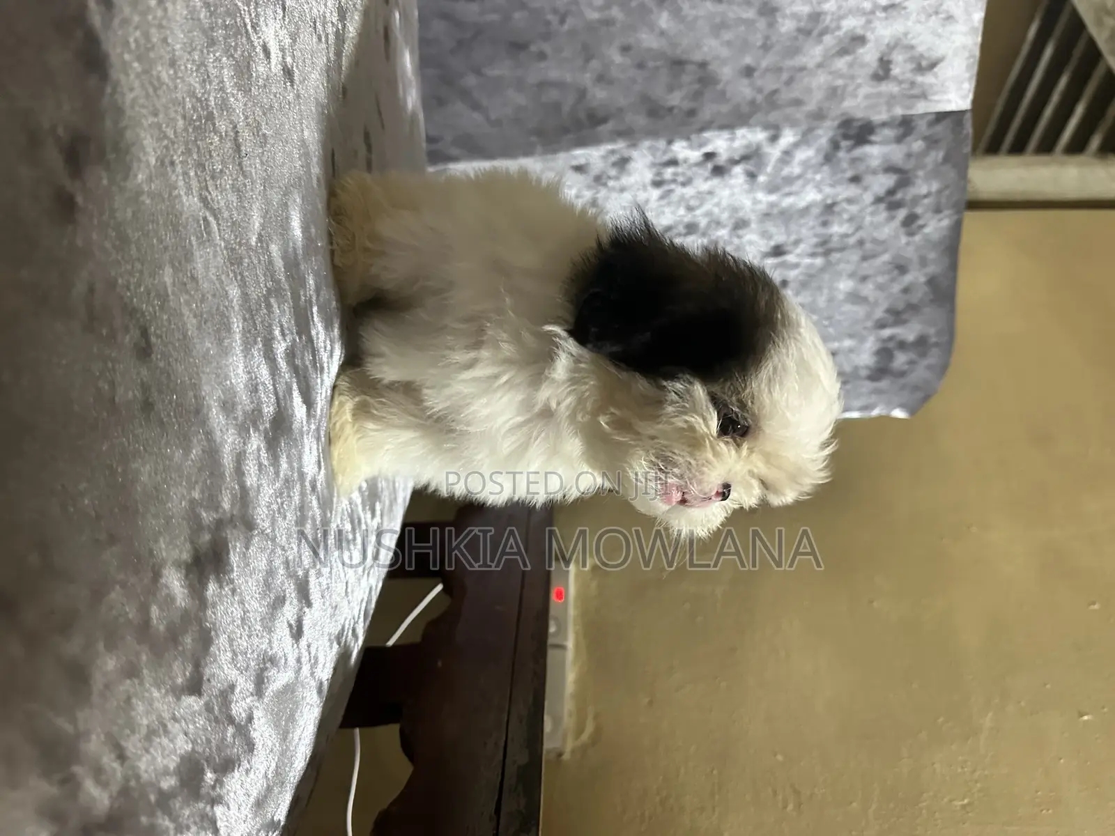 3-6 months Male Purebred Shih Tzu