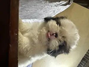 3-6 months Male Purebred Shih Tzu