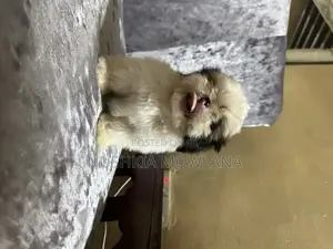 3-6 months Male Purebred Shih Tzu