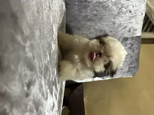 3-6 months Male Purebred Shih Tzu