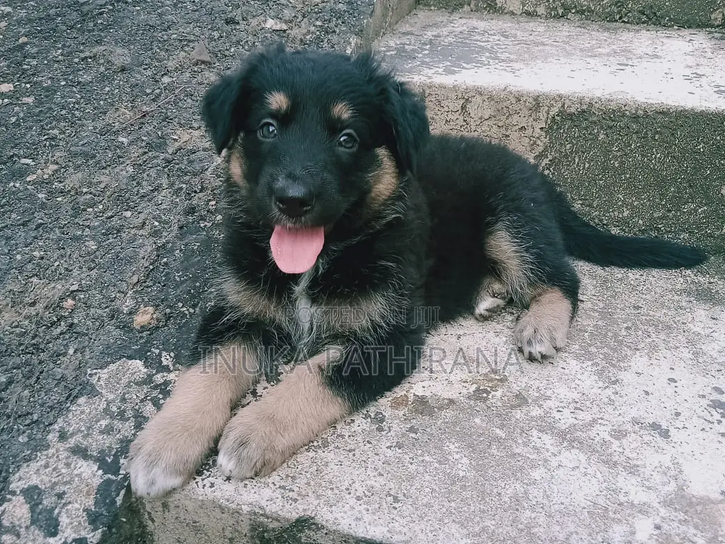 0-1 month Male Purebred German Shepherd