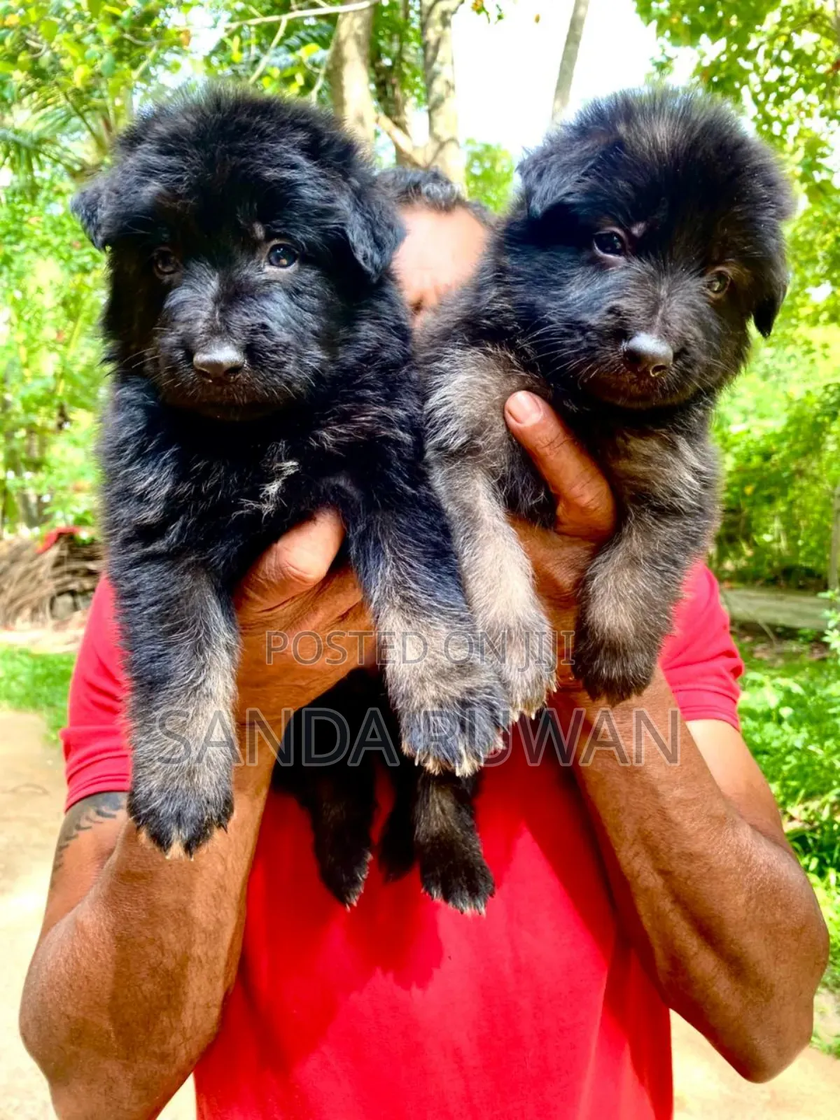 1-3 months Male Purebred German Shepherd