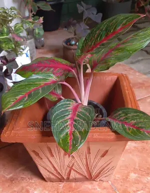 Photo - Aesthetic Garden Pots for Potting Plants