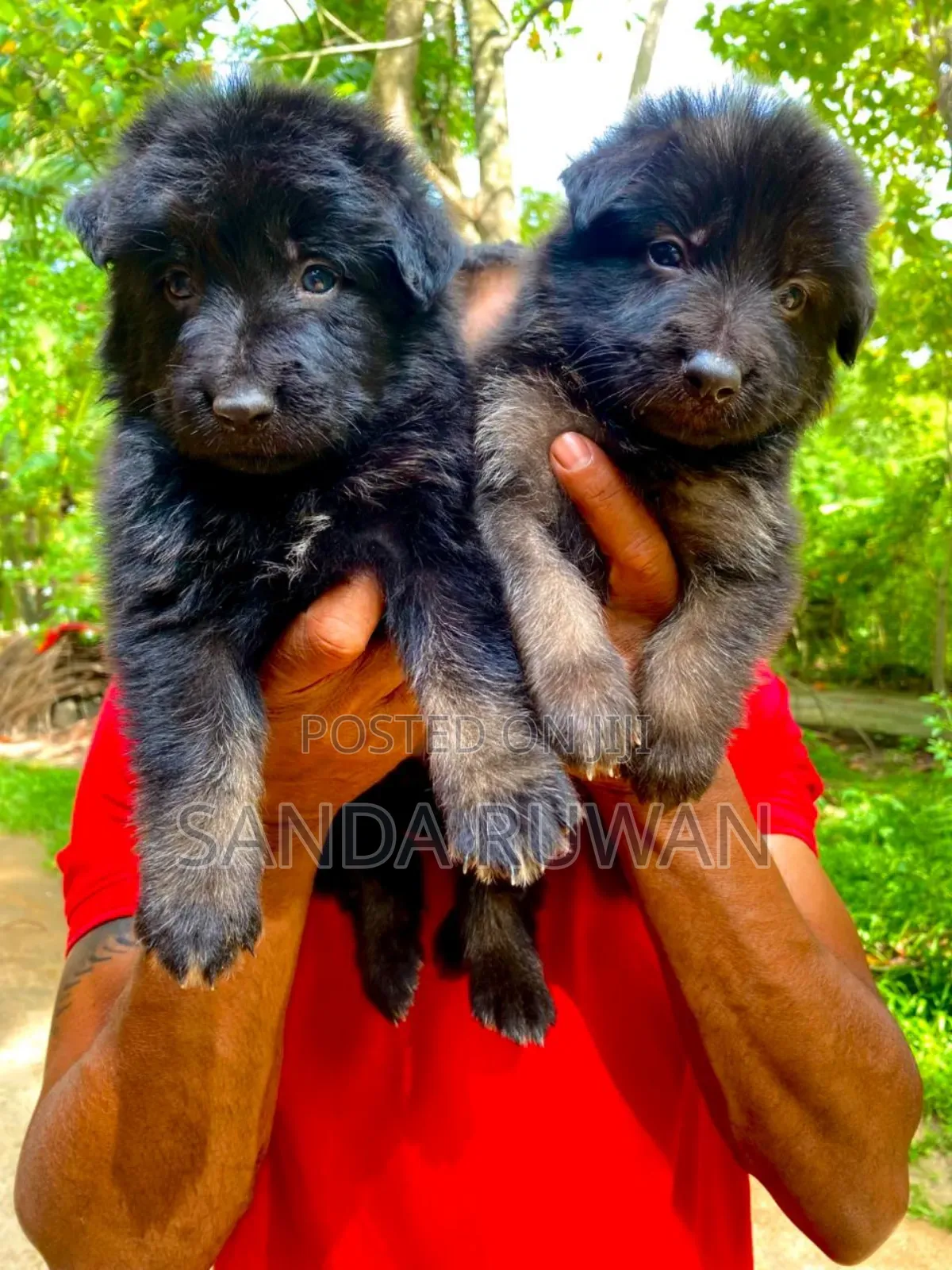 1-3 months Male Purebred German Shepherd