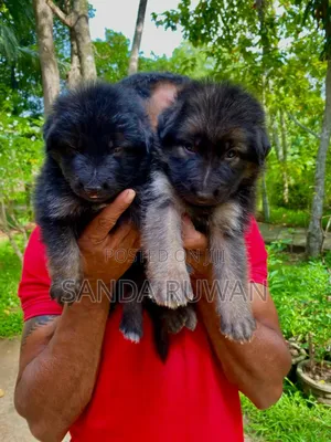 1-3 months Male Purebred German Shepherd