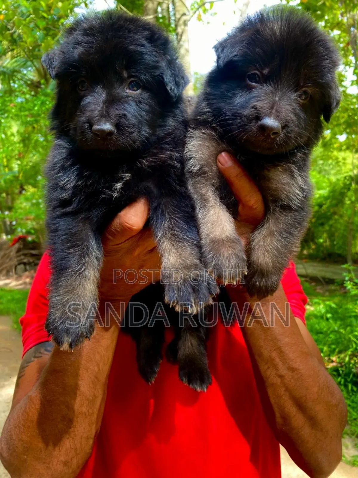 1-3 months Male Purebred German Shepherd