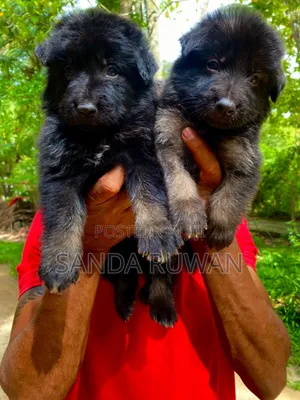 1-3 months Male Purebred German Shepherd