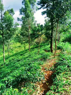 Photo - Tea Estate Sale 10 Acres In Kandy District
