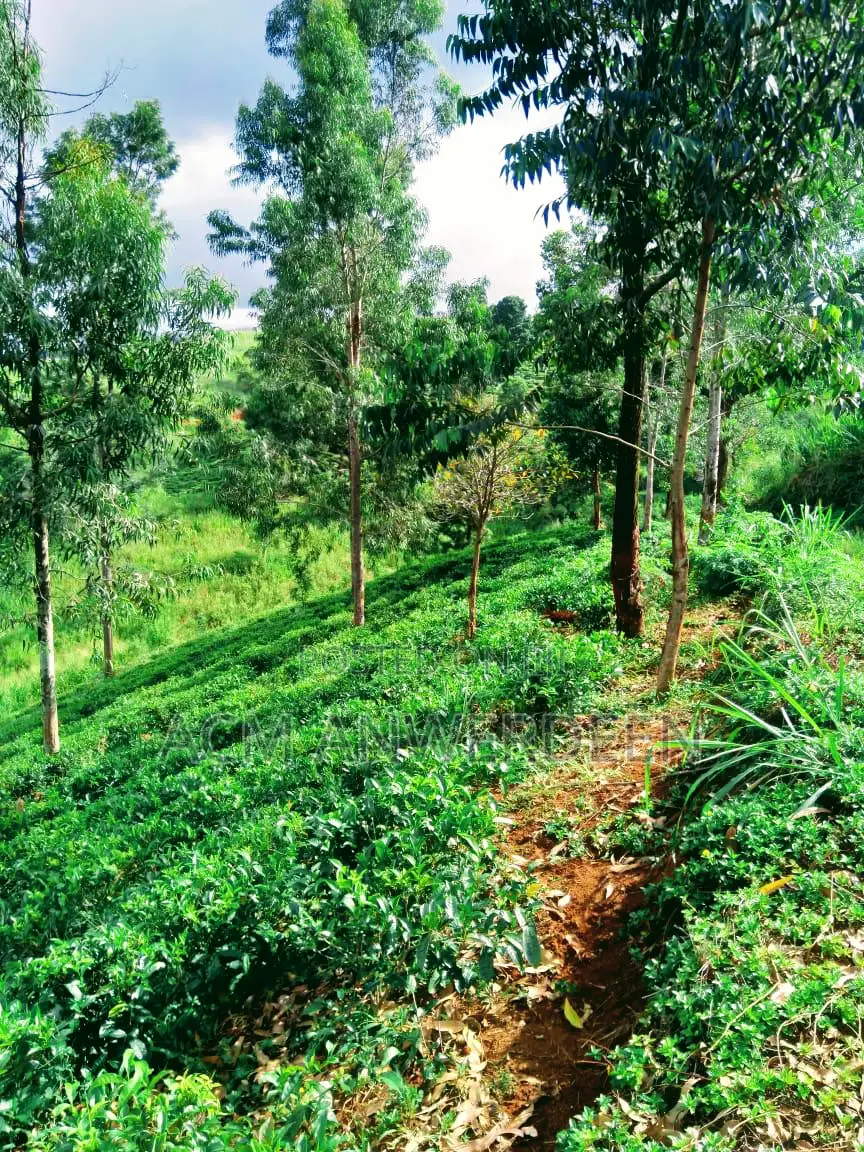 Tea Estate Sale 10 Acres In Kandy District