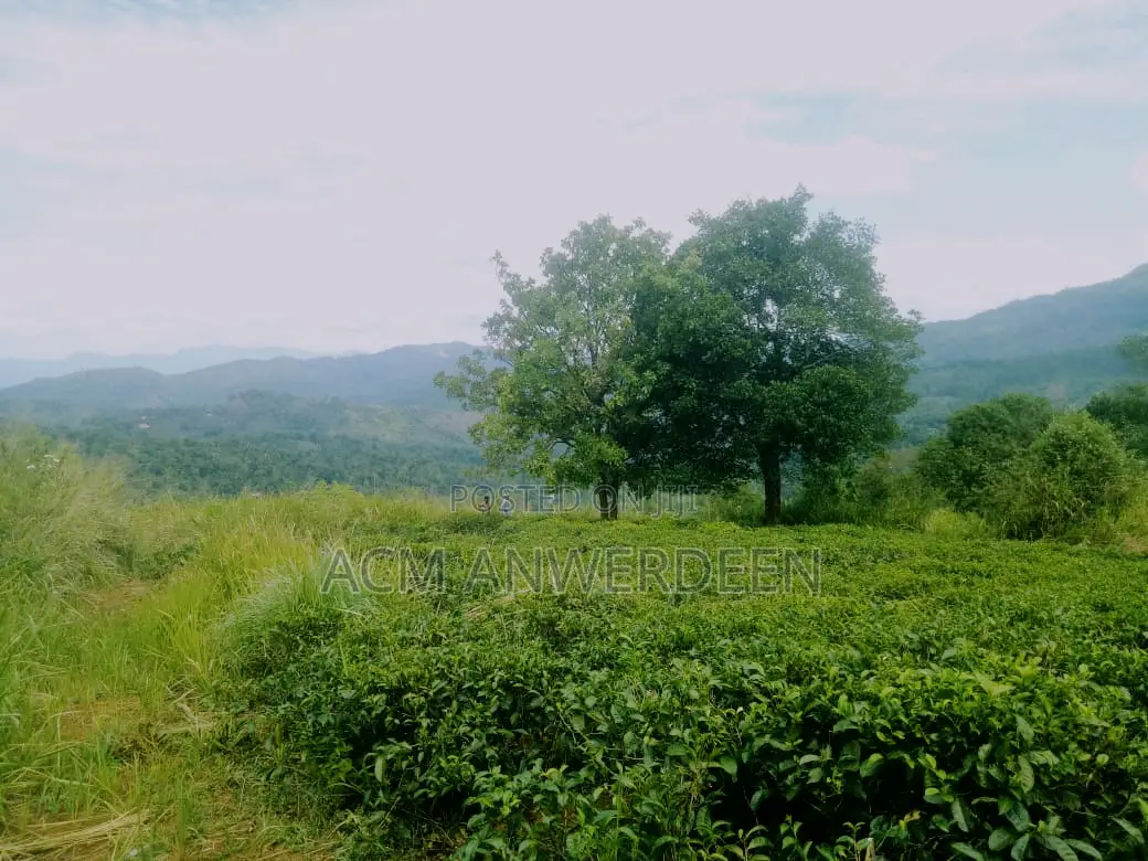 Tea Estate Sale 10 Acres In Kandy District