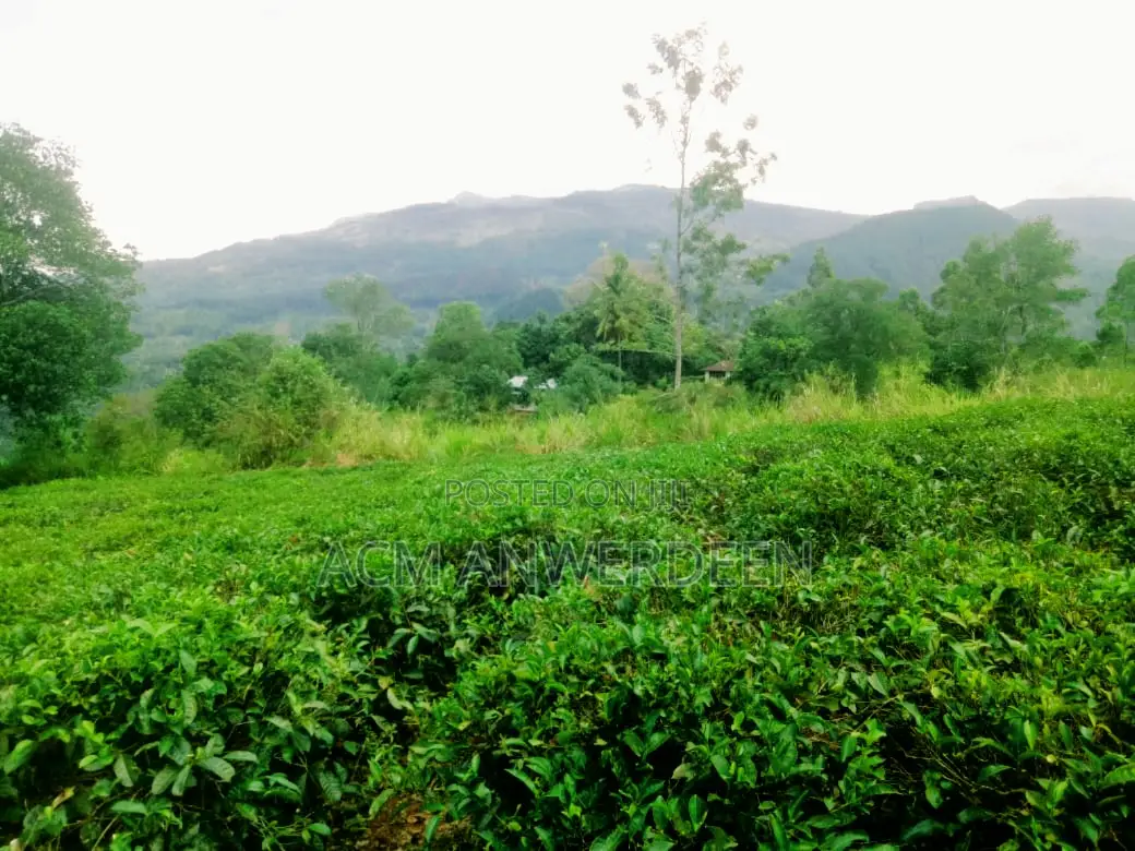 Tea Estate Sale 10 Acres In Kandy District
