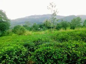 Tea Estate Sale 10 Acres In Kandy District