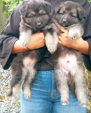 Photo - 1-3 months Male Purebred German Shepherd