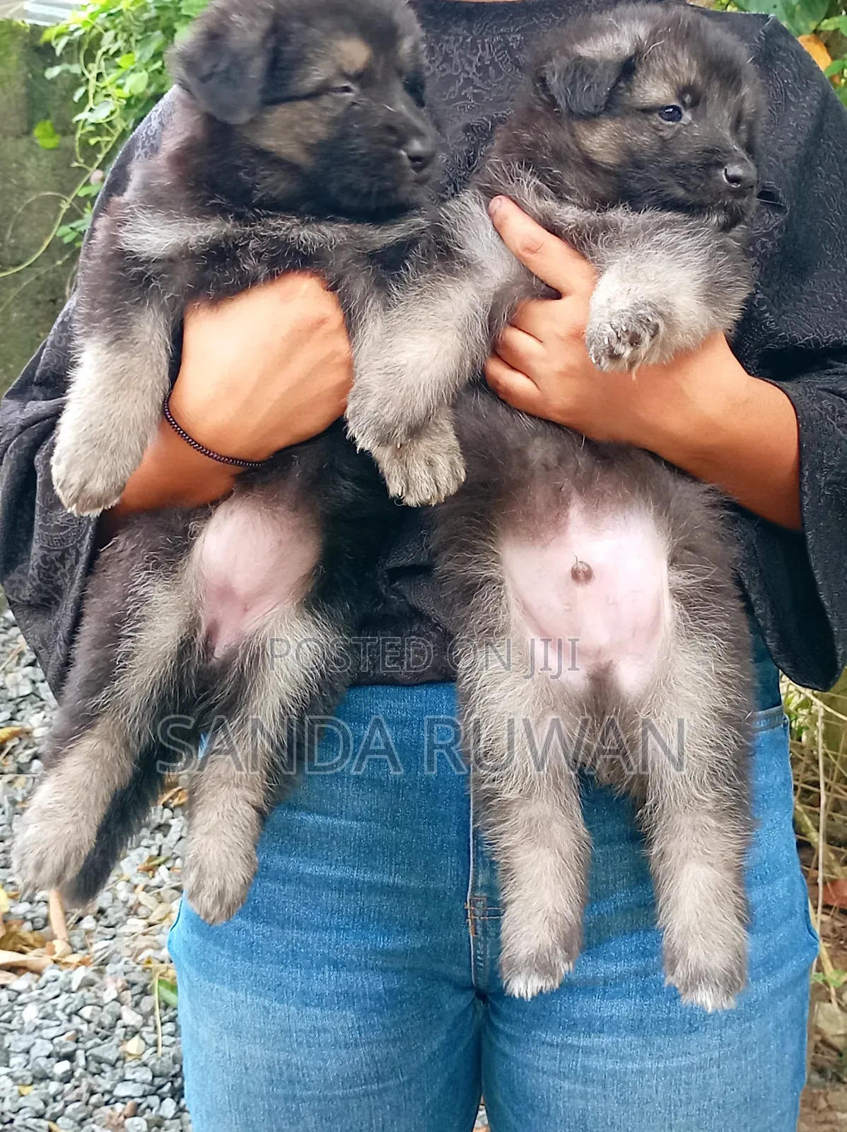 1-3 months Male Purebred German Shepherd