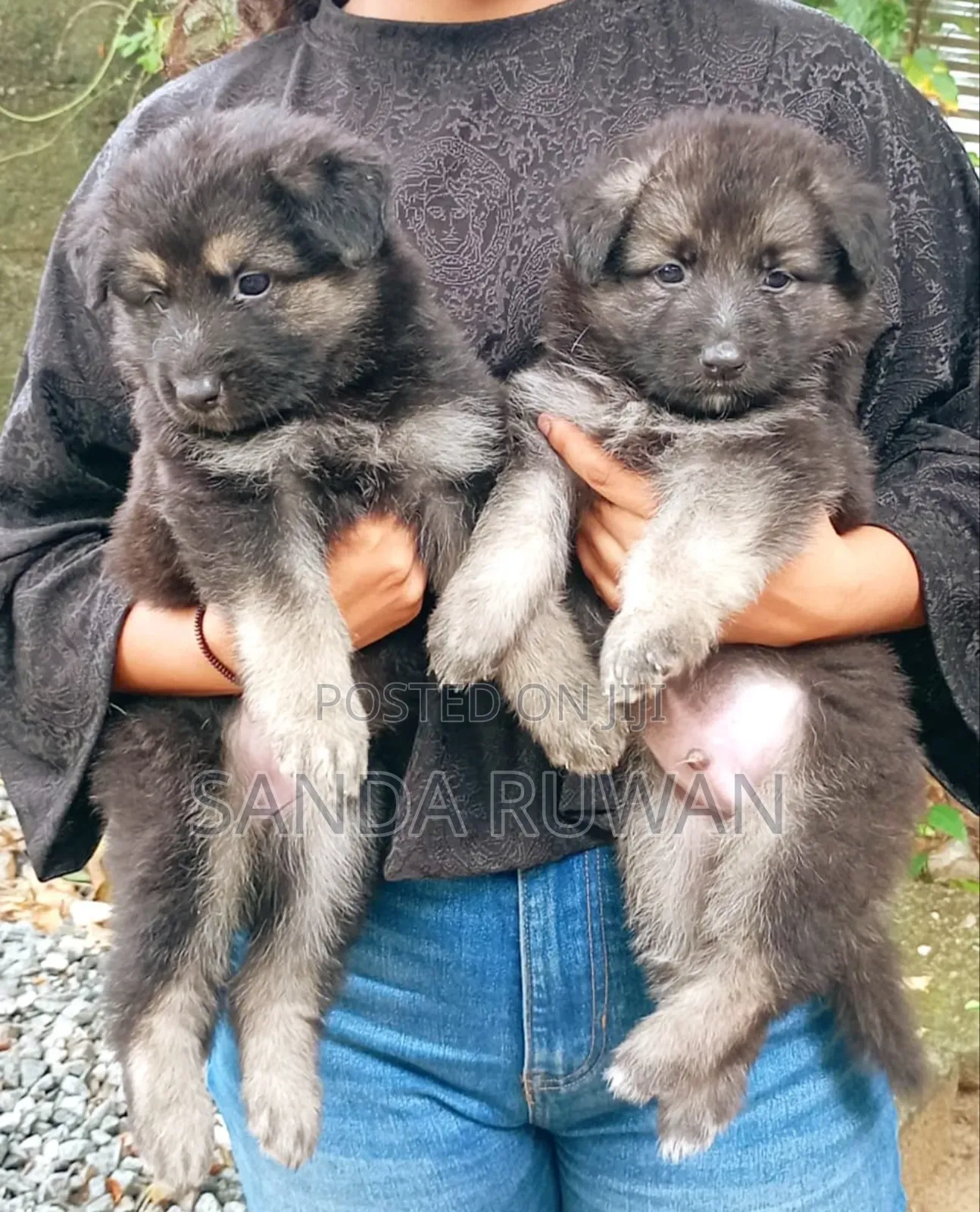 1-3 months Male Purebred German Shepherd