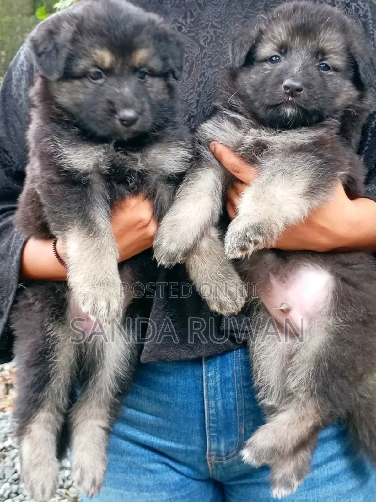 1-3 months Male Purebred German Shepherd