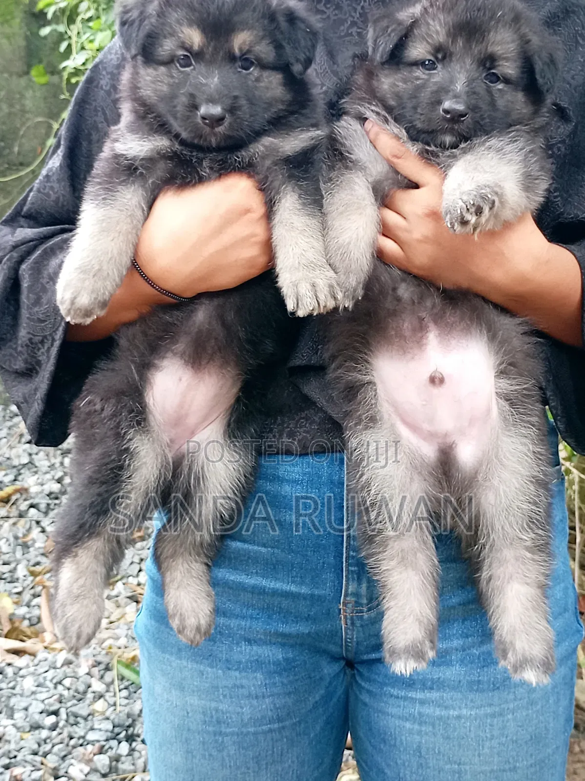 1-3 months Male Purebred German Shepherd