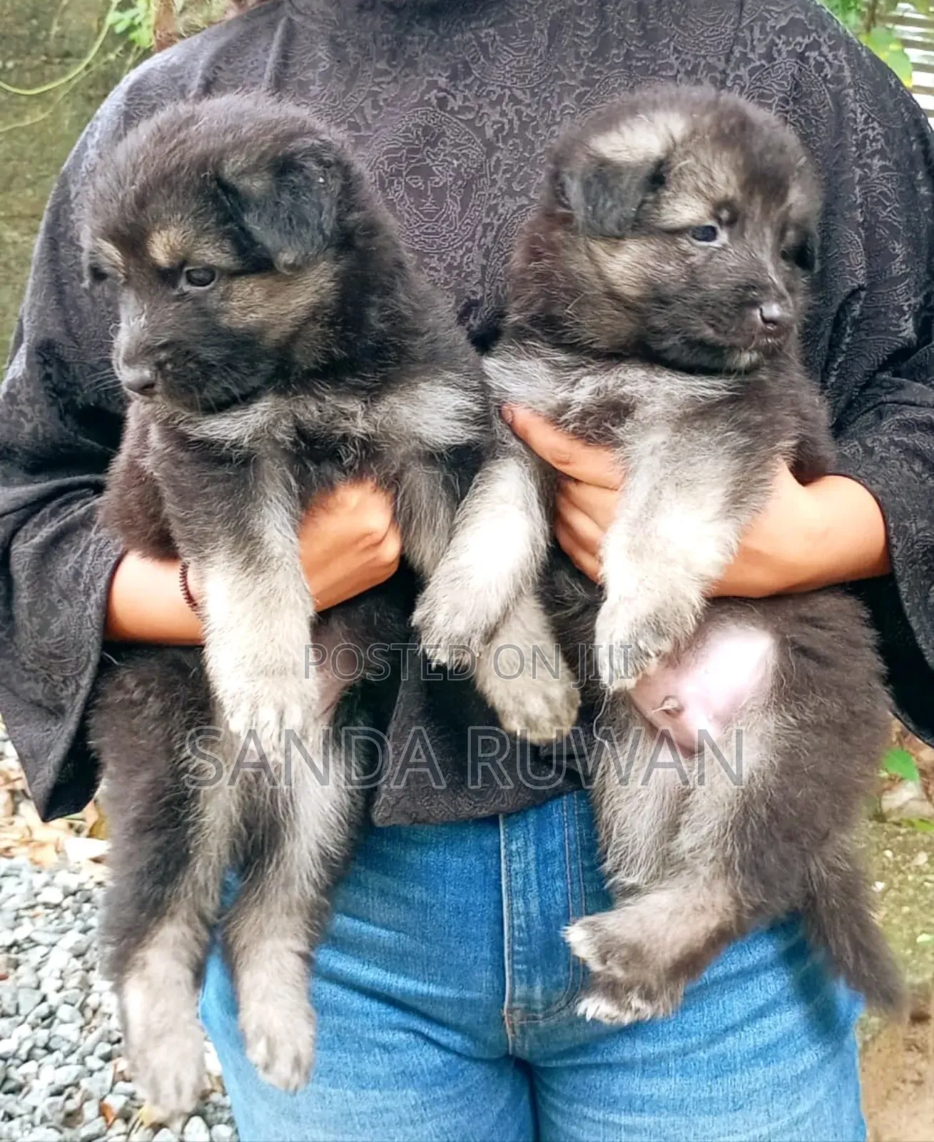 1-3 months Male Purebred German Shepherd