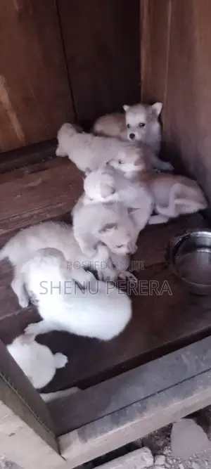 Photo - 1-3 months Female Mixed Breed Pomeranian