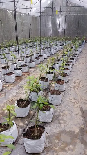 Poly Tunnel / Greenhouse