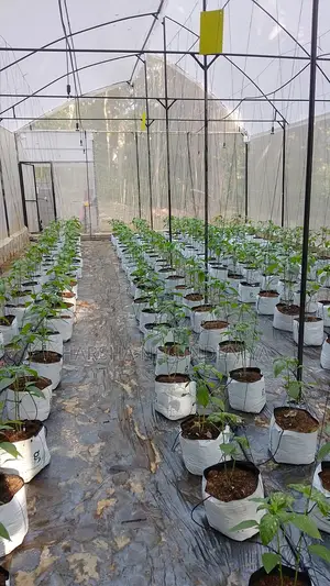 Poly Tunnel / Greenhouse