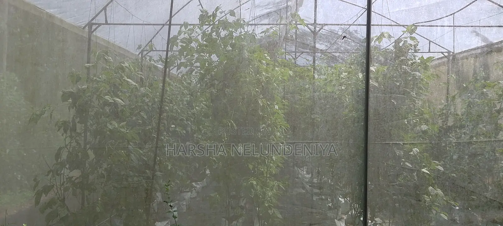 Poly Tunnel / Greenhouse