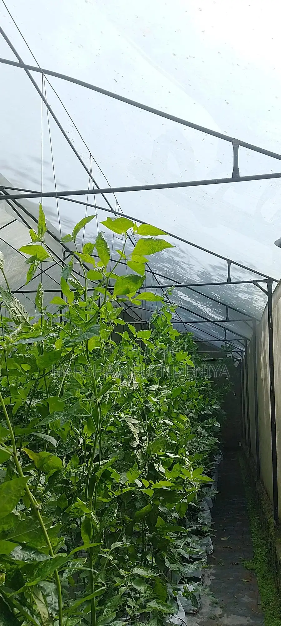 Poly Tunnel / Greenhouse