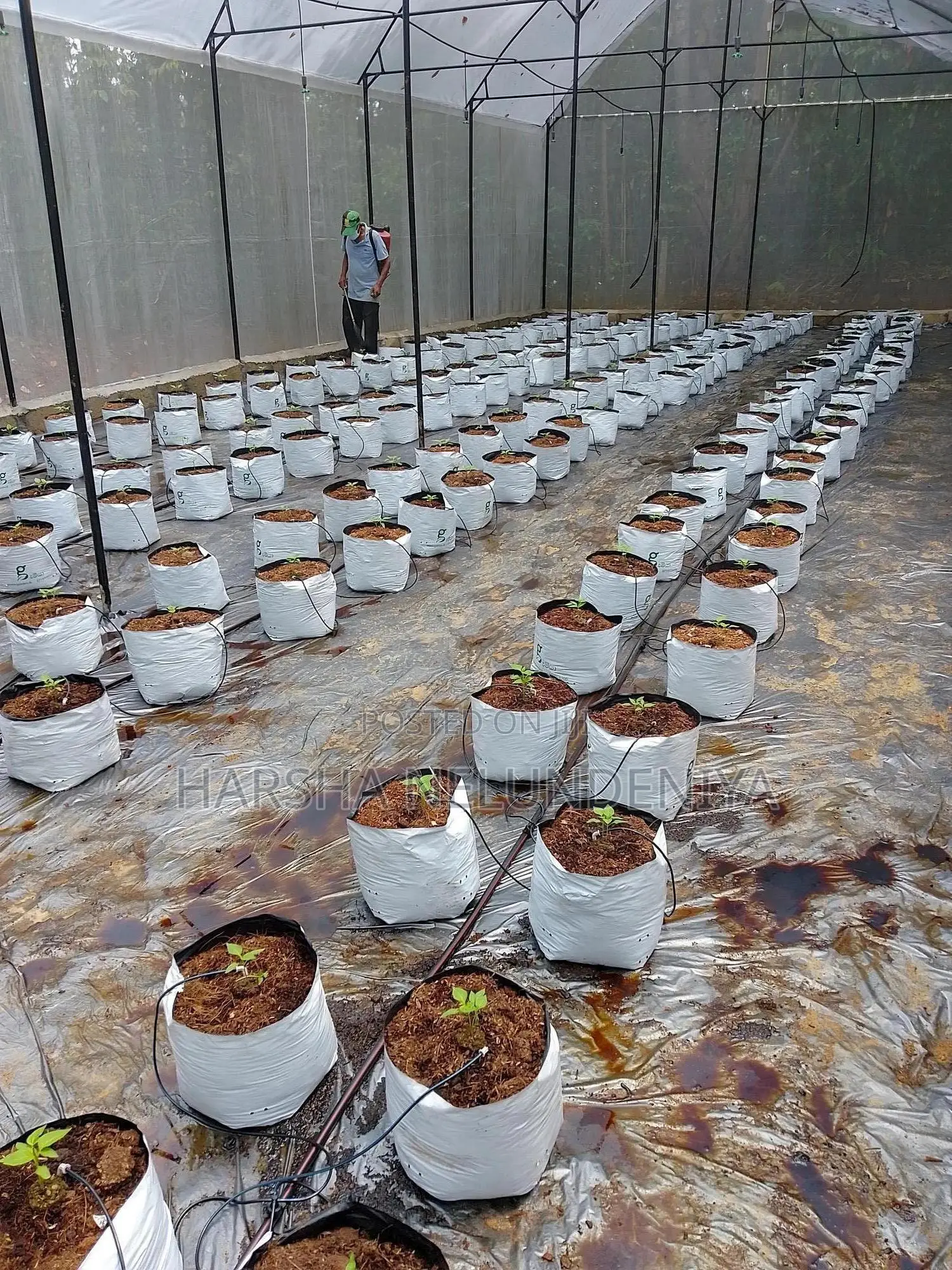 Poly Tunnel / Greenhouse