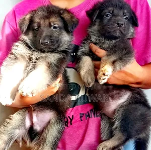 Photo - 1-3 months Male Purebred German Shepherd