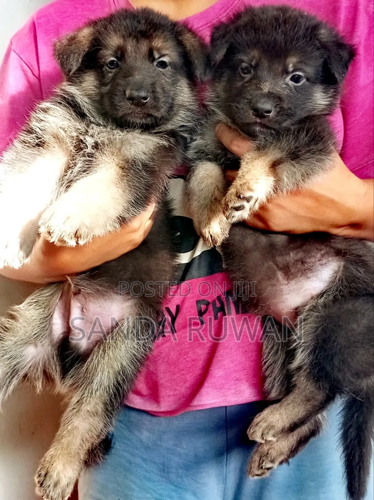 1-3 months Male Purebred German Shepherd
