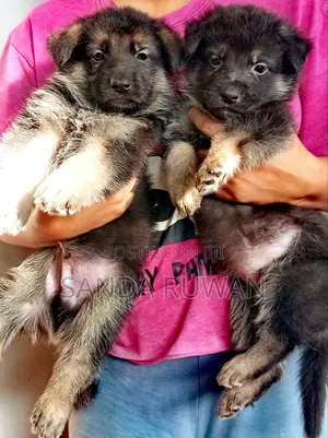 1-3 months Male Purebred German Shepherd