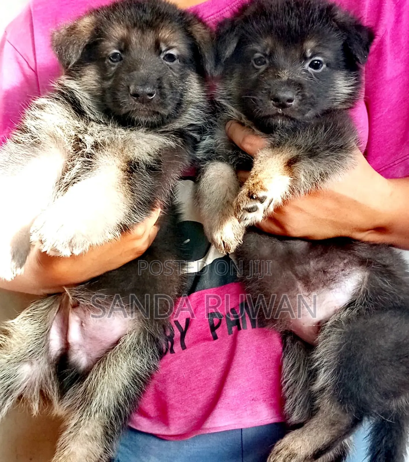 1-3 months Male Purebred German Shepherd