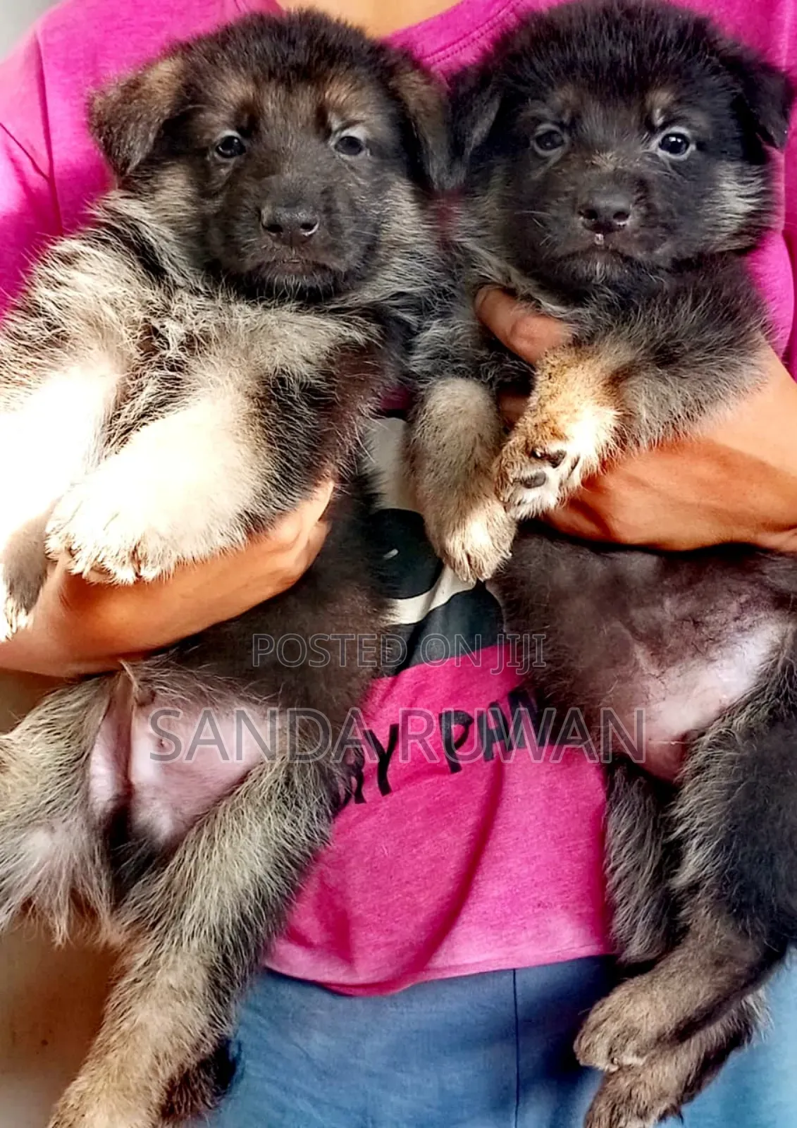 1-3 months Male Purebred German Shepherd