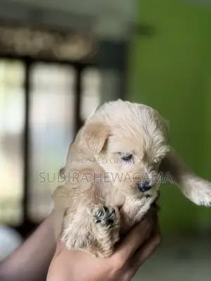Photo - 0-1 month Male Mixed Breed Poodle